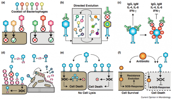 engineered phage from curr opin micro 2011